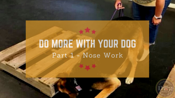 Do more with your dog, nose work with Zeus
